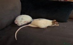 Rat rodents for sale: URGENT: two Male Rats Looking for new Forever Home - Image 5