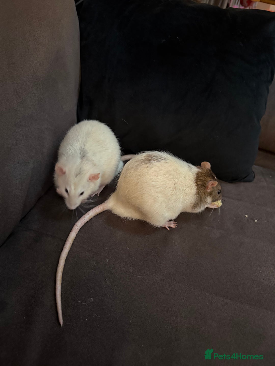 Rat rodents for sale: URGENT: two Male Rats Looking for new Forever Home - Image 5