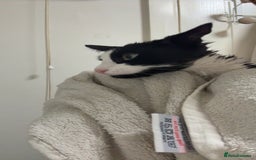 British Longhair cats for sale: 4 beautiful rescue kittens - Image 6