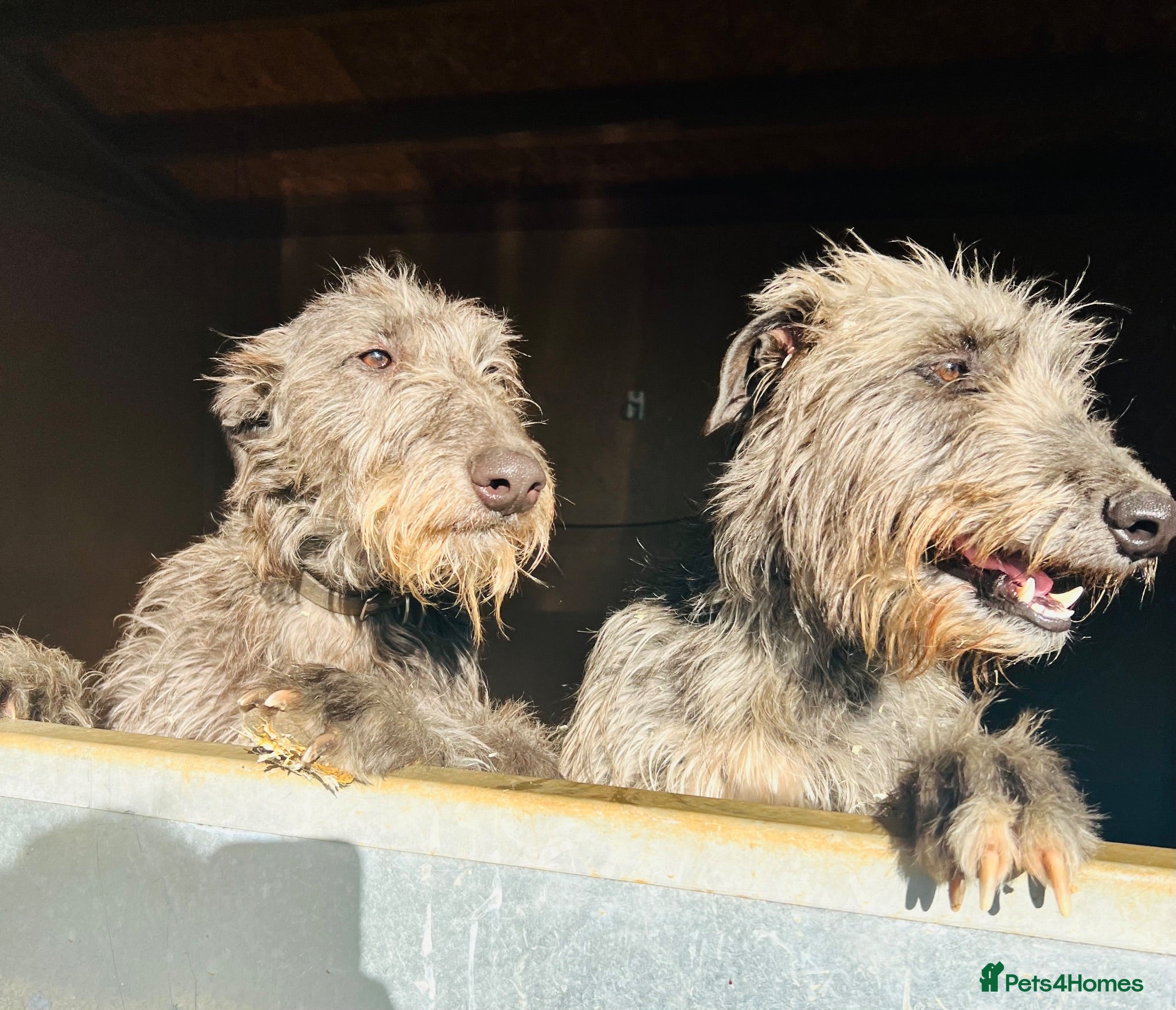 Deerhound dogs KC Reg Deerhound Puppies  - Advert 1