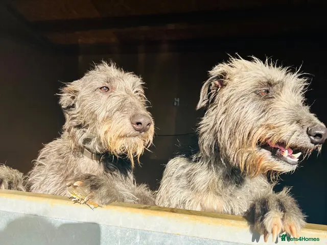 Deerhound dogs KC Reg Deerhound Puppies - Advert 2