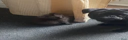 Mixed Breed cats for sale: Last kitty remaining  - Advert 13