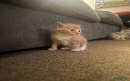 Mixed Breed cats for sale: Mixed breed kittens  - Image 3