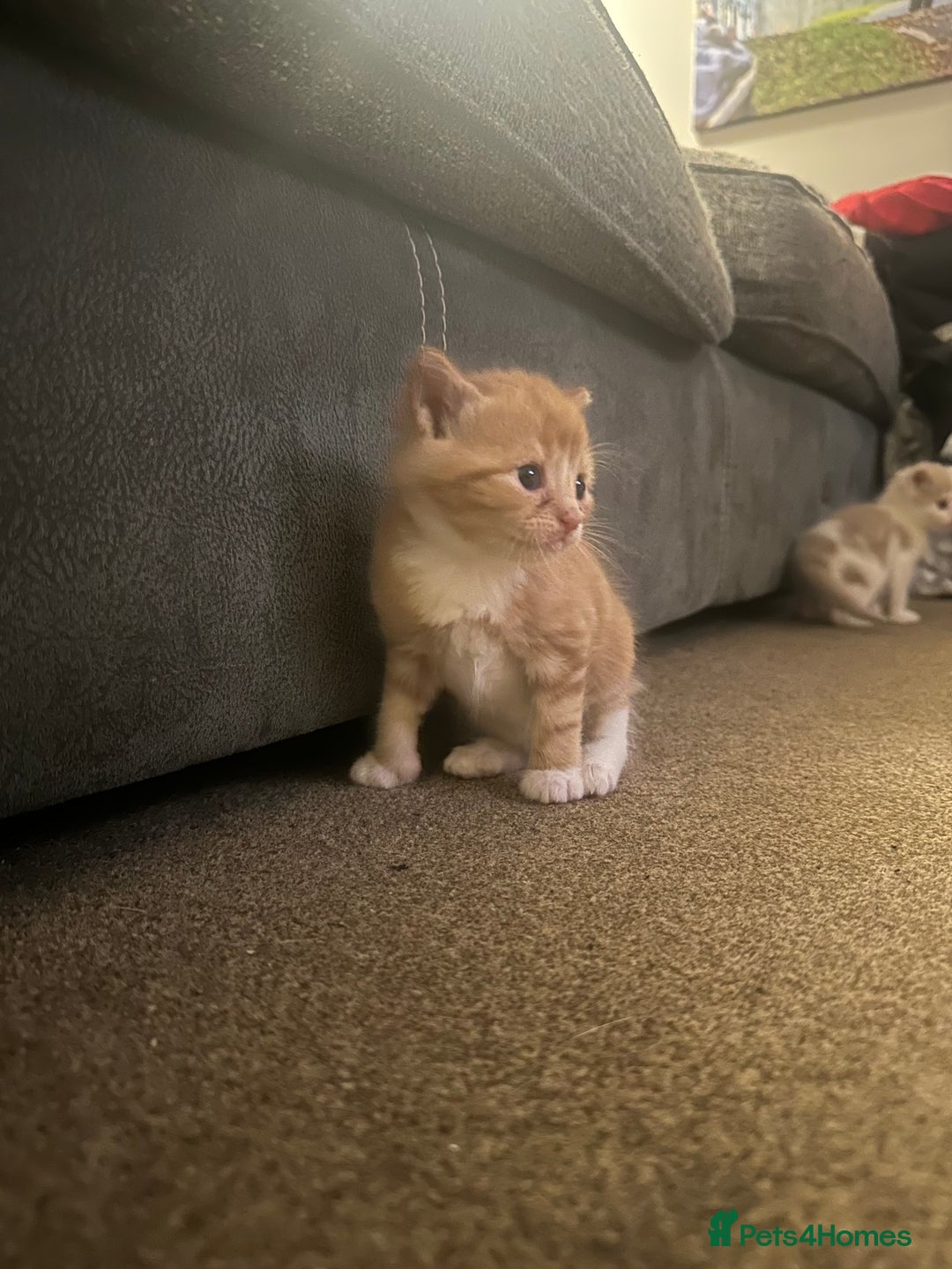 Mixed Breed cats for sale: Mixed breed kittens  - Image 3