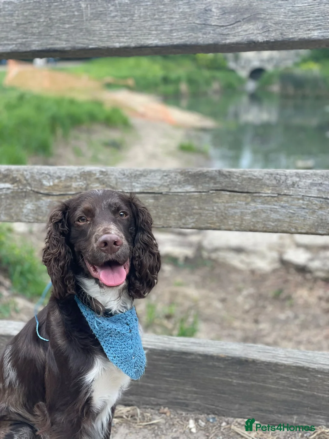 Sprocker dogs for stud: 2 year old brown merle Sprocker for stud - Advert 2