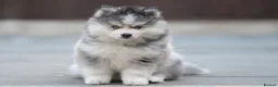 Pomsky dogs for stud: F3 Stud silver/white, 6.8kg, ready soon - Advert 11