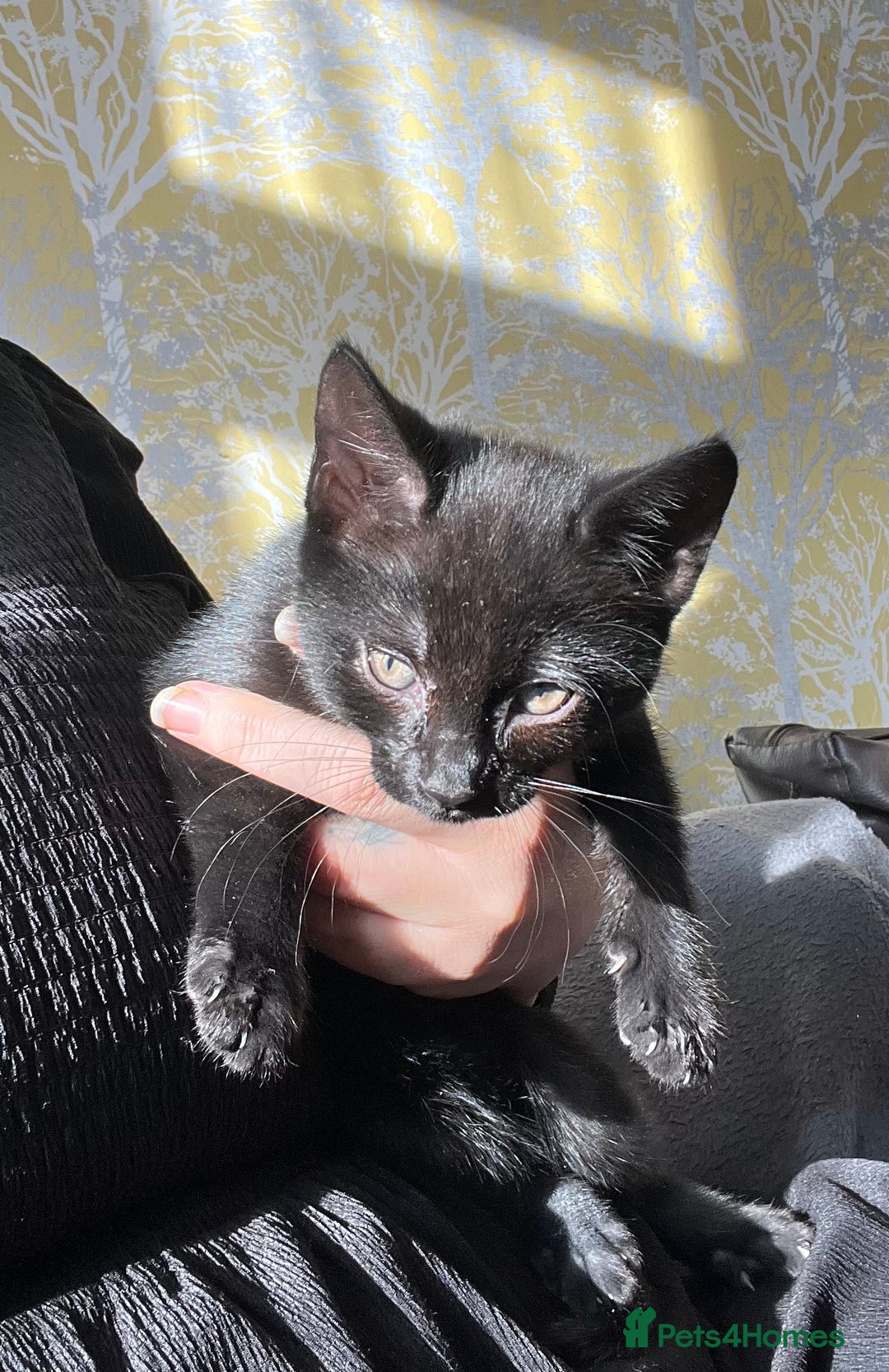 Mixed Breed cats for sale: Beautiful Kittens - Advert 2