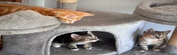 Mixed Breed cats for sale: Gorgeous kittens  - Advert 6