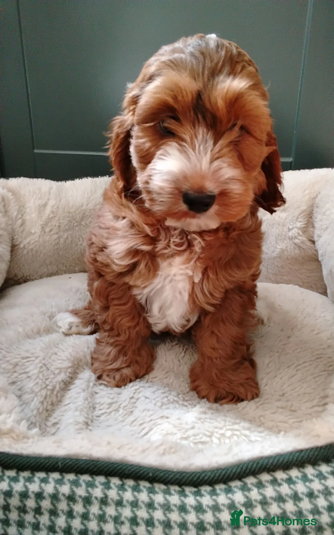 Cockapoo dogs for sale: Gorgeous F1 Cockapoos in Llangammarch Wells - Advert 11