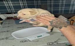 Borador dogs for sale: Borador puppies - Image 7