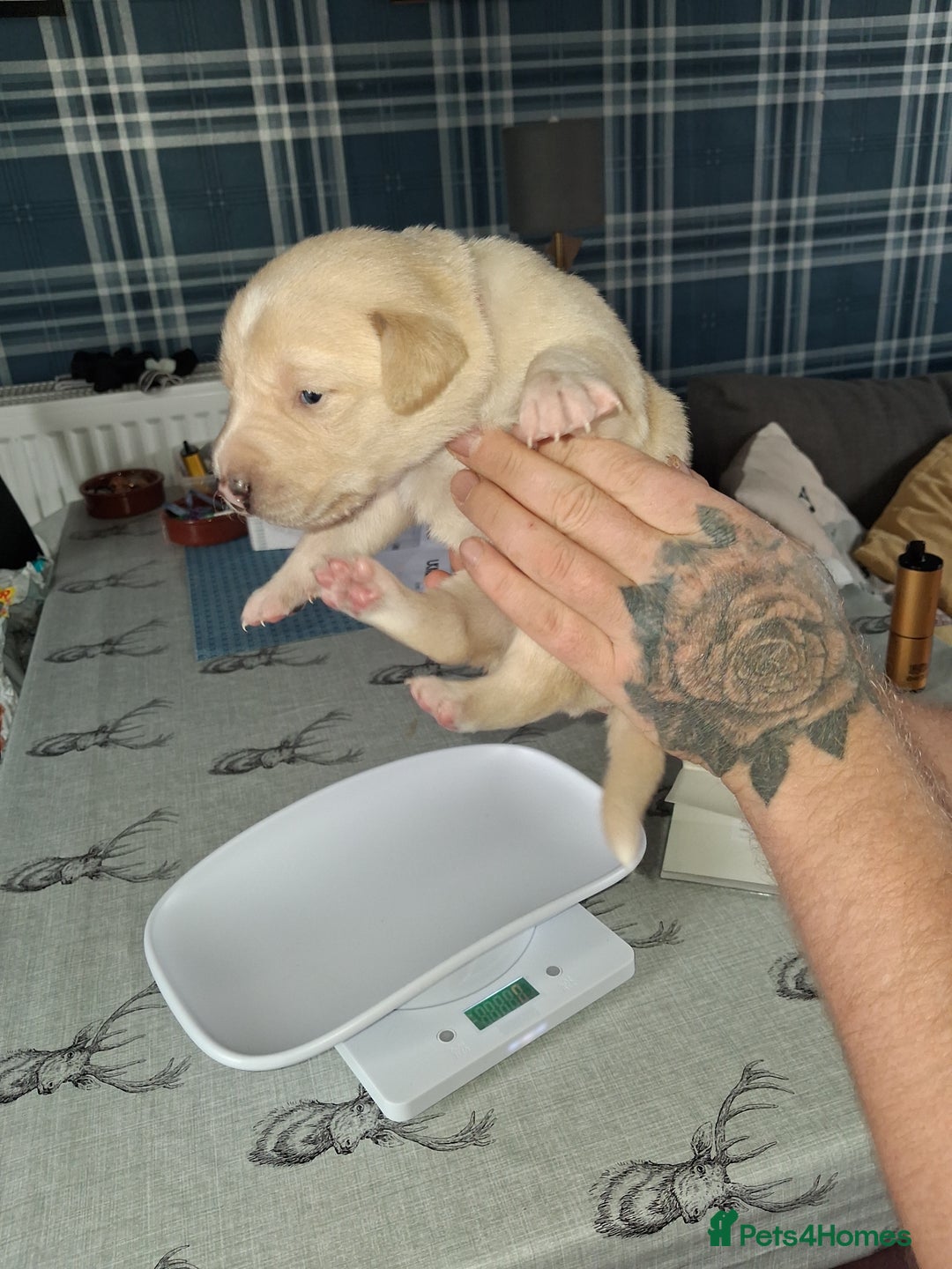Borador dogs for sale: Borador puppies - Image 7