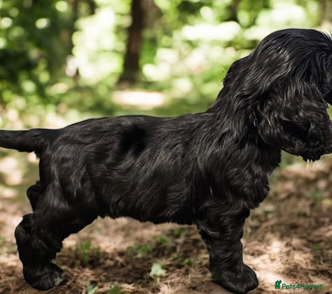 Cocker Spaniel dogs for sale: GORGEOUS, CH LINE, HEALTH TESTED SHOW COCKERS 💕 - Advert 9