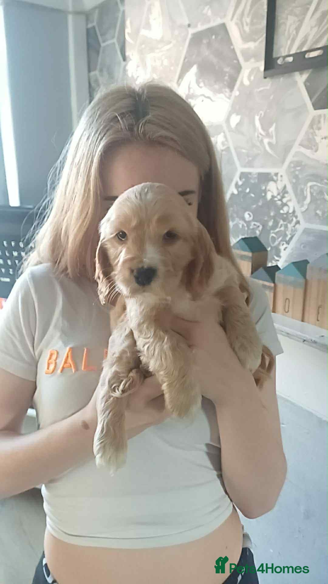 Cocker Spaniel dogs for sale: Gorgeous golden cocker spaniel puppies ready now✨️ - Advert 8