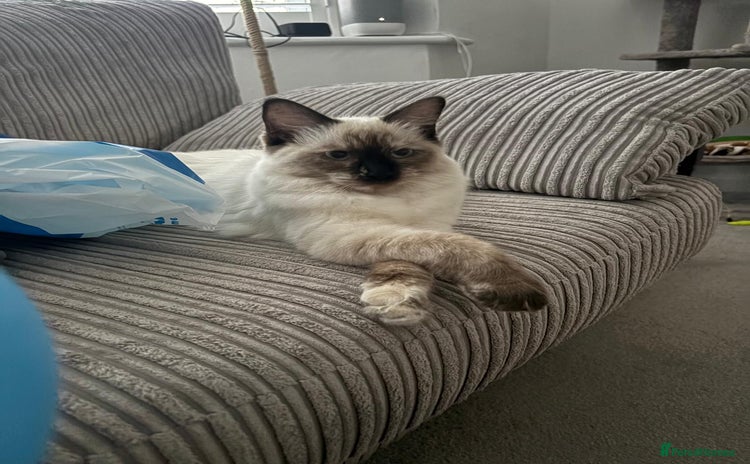 Ragdoll cats - Advert 6