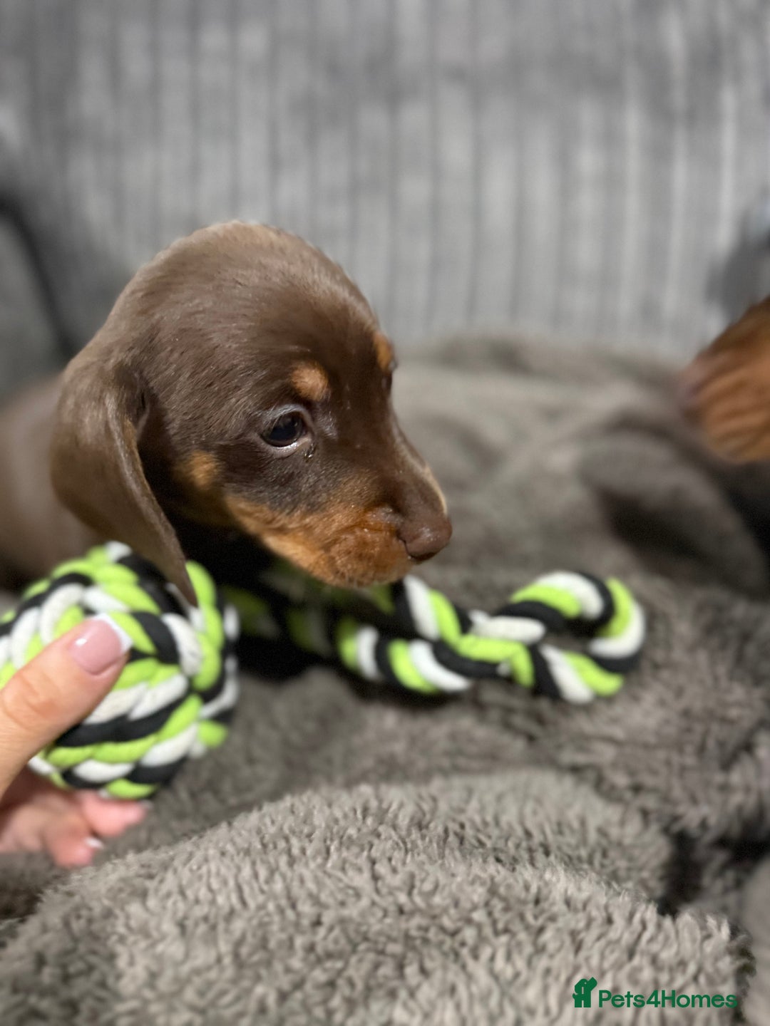 Miniature Dachshund dogs for sale: Miniature dachshund puppies  - Advert 9