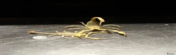 Scorpions invertebrates for sale: Captive-Bred Dune Scorpion Slings  - Advert 6
