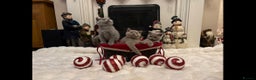 British Shorthair cats for sale: British shorthair kittens for sale ready* **  Eve* - Advert 5
