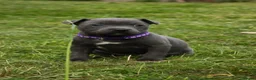 Staffordshire Bull Terrier dogs for sale: Blue KC Registered staffordshire bull terriers  - Advert 15