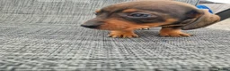 Dachshund dogs for sale: Dachshund puppies 8wks - Advert 24