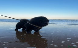 Chow Chow dogs for stud: Blue Chow Chow Stud | Can Travel - Image 1