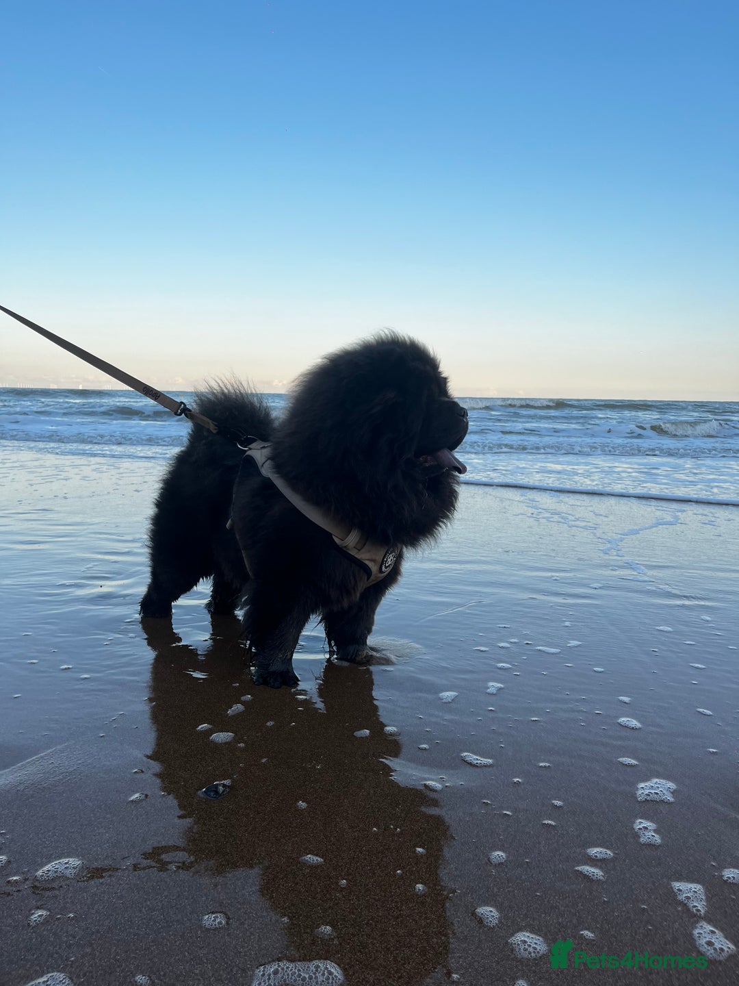 Chow Chow dogs for stud: Blue Chow Chow Stud | Can Travel - Image 1