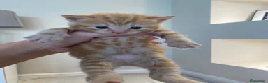 Domestic Shorthair Kitten 