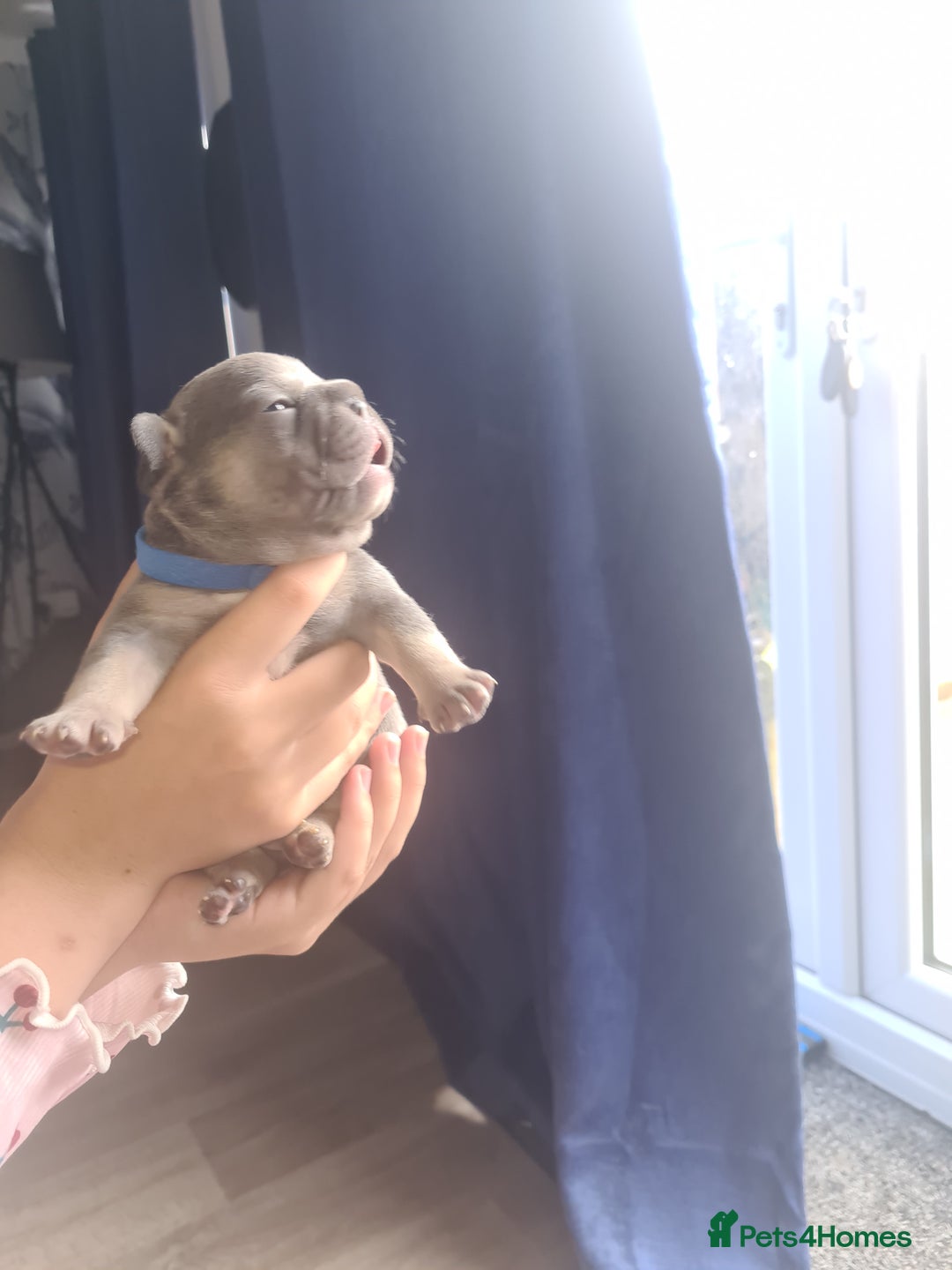 French Bulldog dogs for sale: Chunky frenchies - Image 8