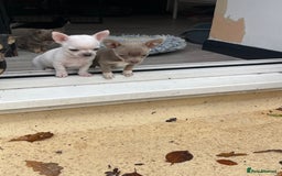 Chihuahua dogs for sale: KC Chihuahuas 🇬🇧 bloodline 5 🌟 - Image 4