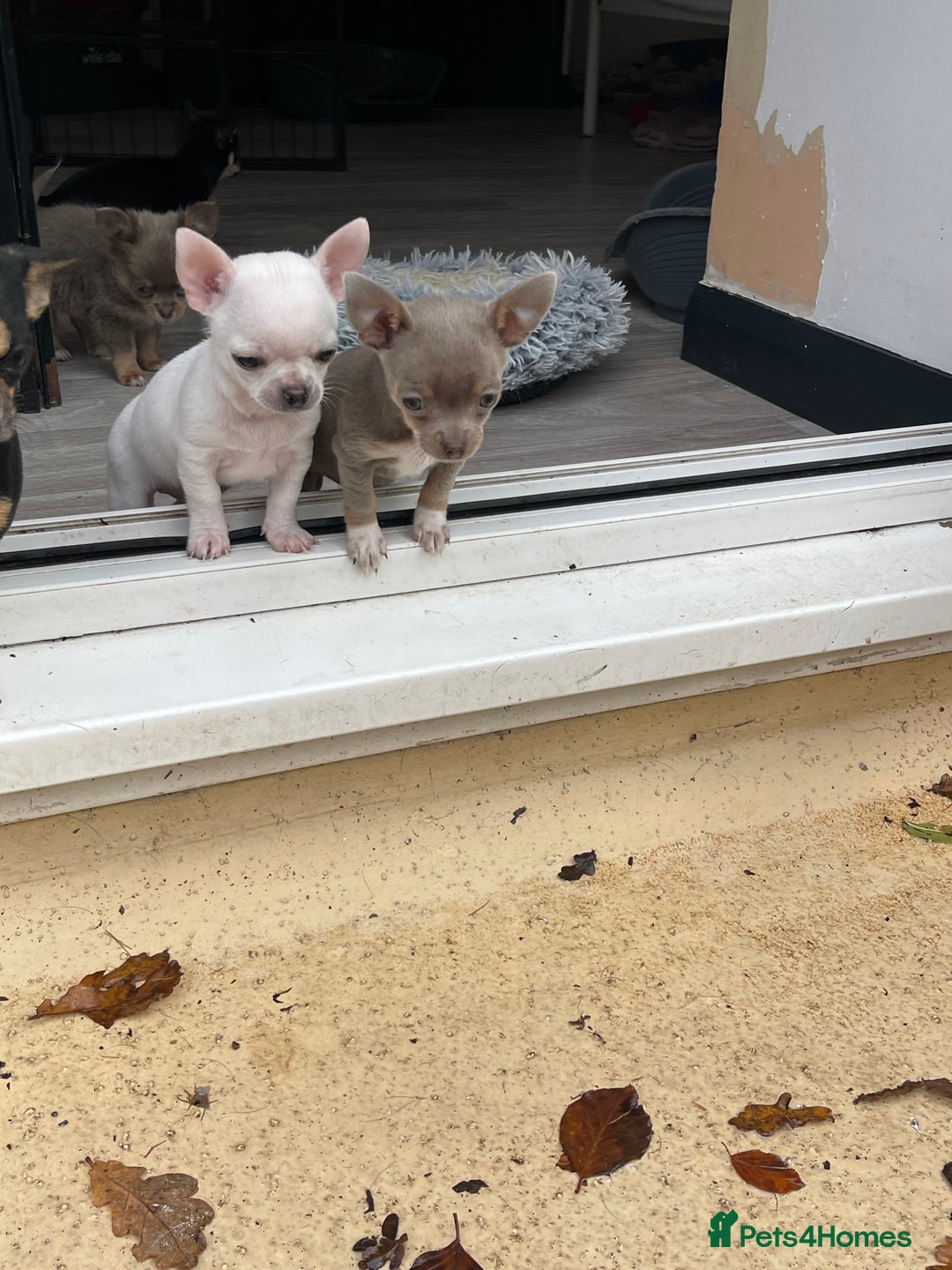 Chihuahua dogs for sale: KC Chihuahuas 🇬🇧 bloodline 5 🌟 - Image 4
