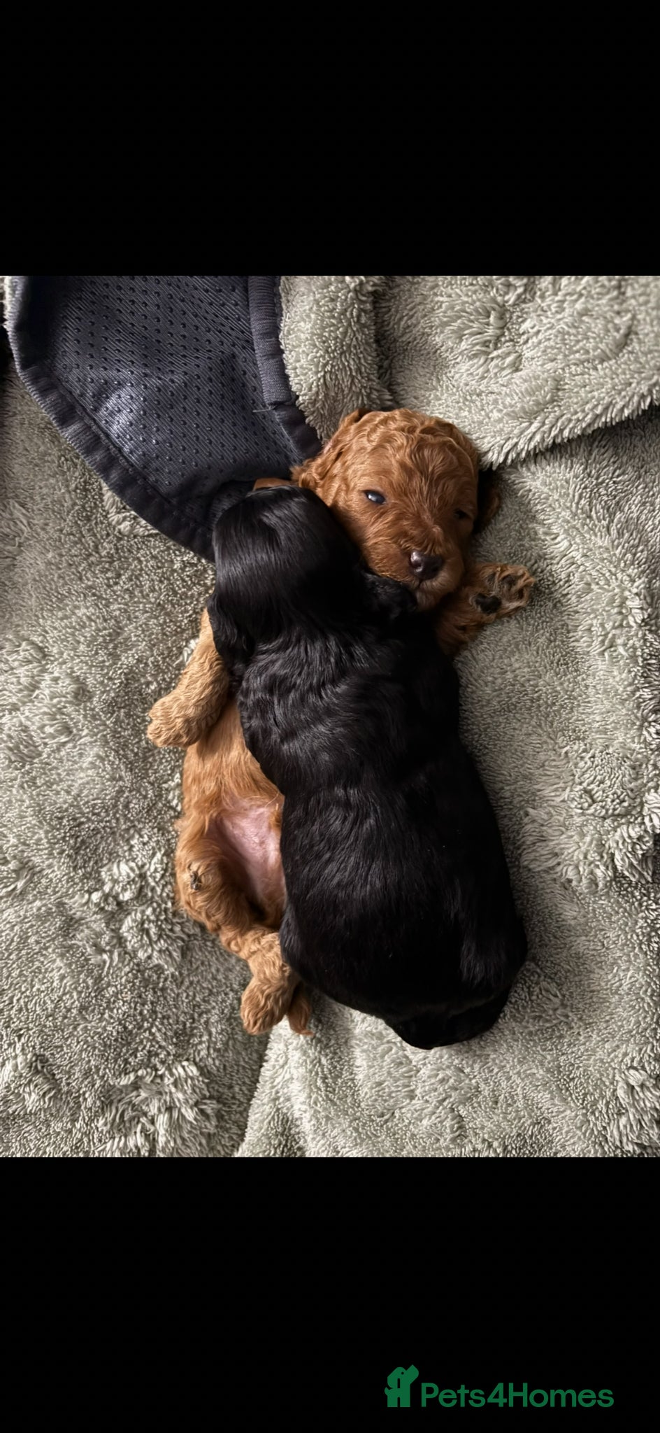 Cavapoochon dogs F1B Cavapoochon - Advert 1