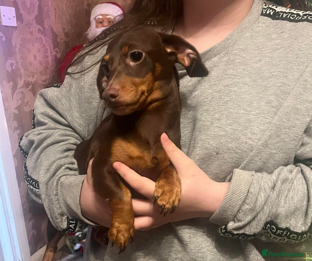 Dachshund dogs for sale: 2 dashound girls  - Advert 5