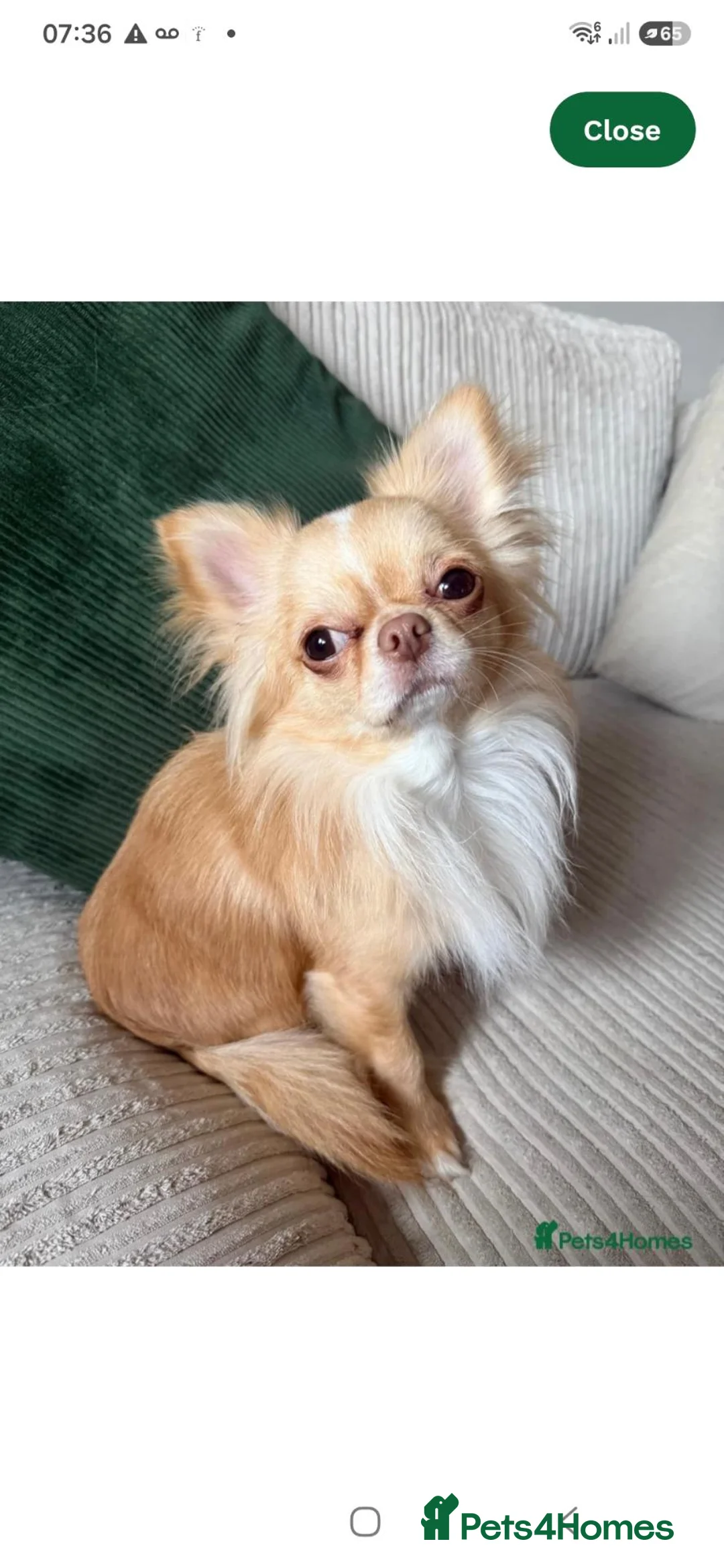 Chihuahua dogs for sale: Chihuahua Pups For Sale in Egham - Advert 5