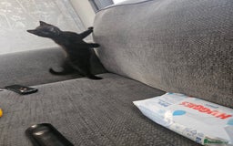 Mixed Breed cats for sale: Black Male Kitten - Image 2