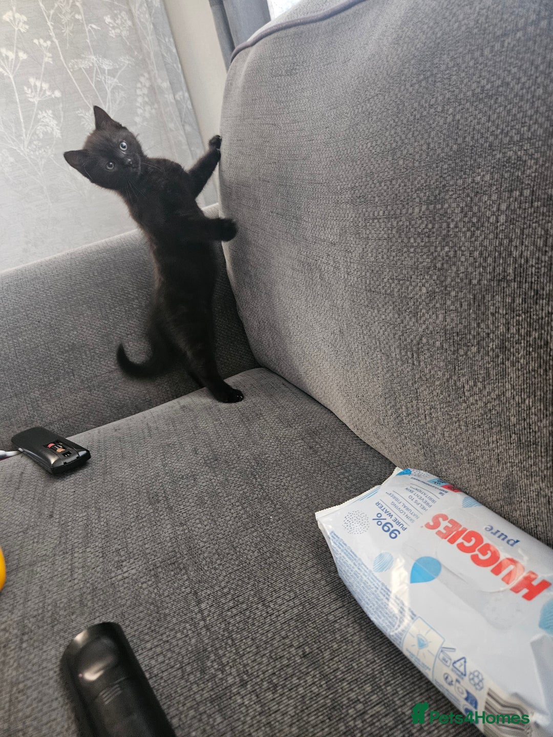 Mixed Breed cats for sale: Black Male Kitten - Image 2