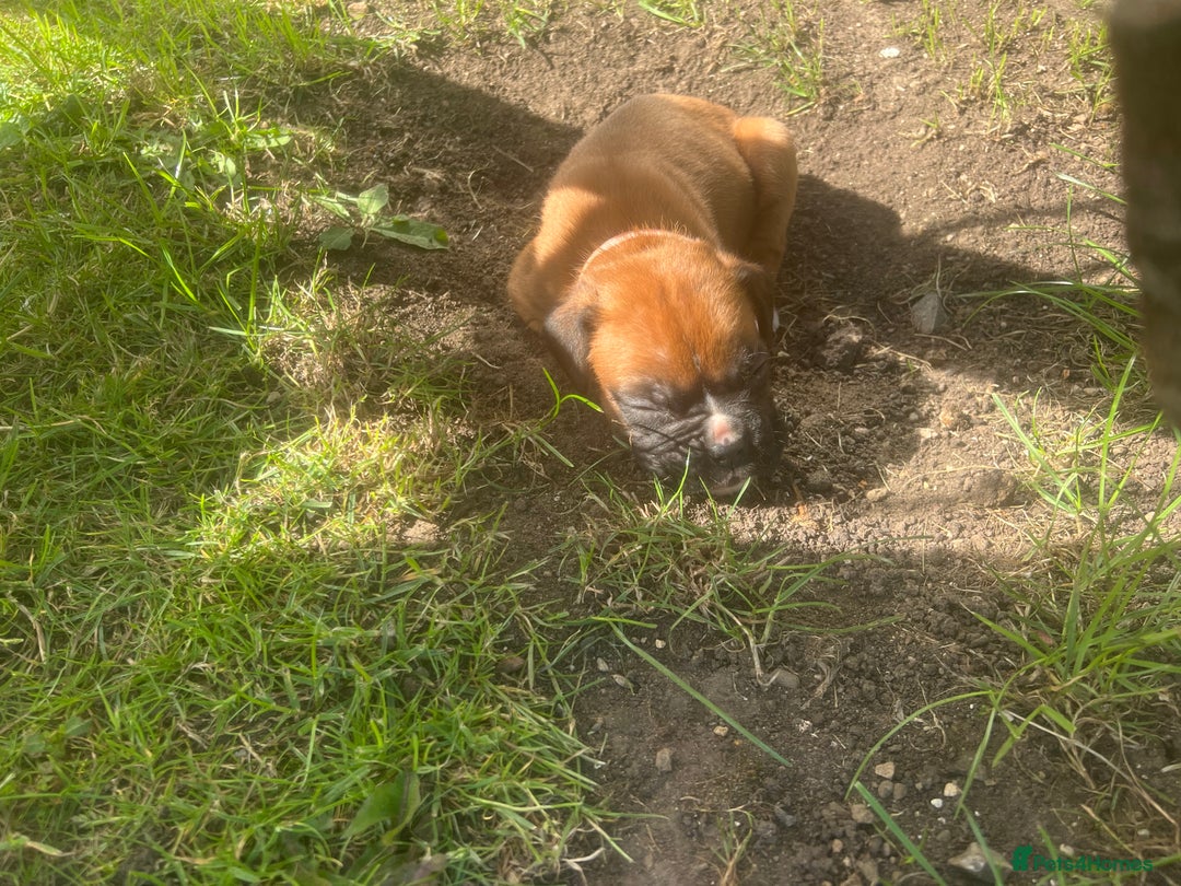 Boxer dogs for sale: Stunning Kc Boxer Puppies - Image 34