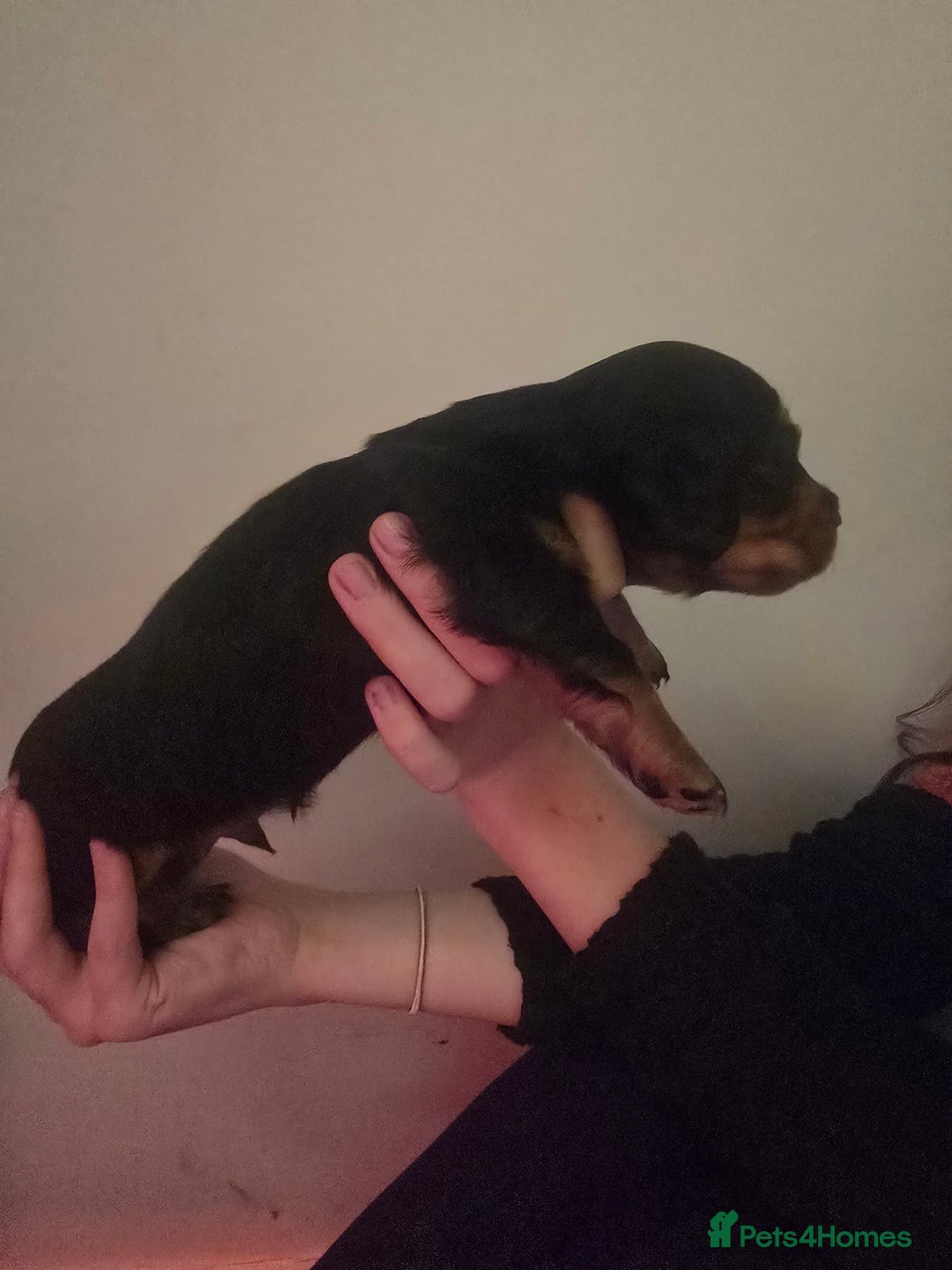 Miniature Dachshund dogs for sale: Miniature Long-Haired Dachshund - Advert 25