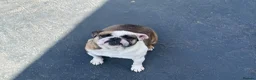 English Bulldog dogs for sale: Exceptional female Miniature English Bulldog - Advert 2