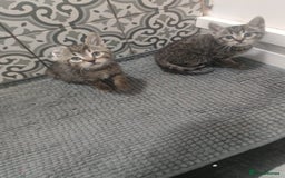 Mixed Breed cats for sale: Kittens looking for home  - Advert 6
