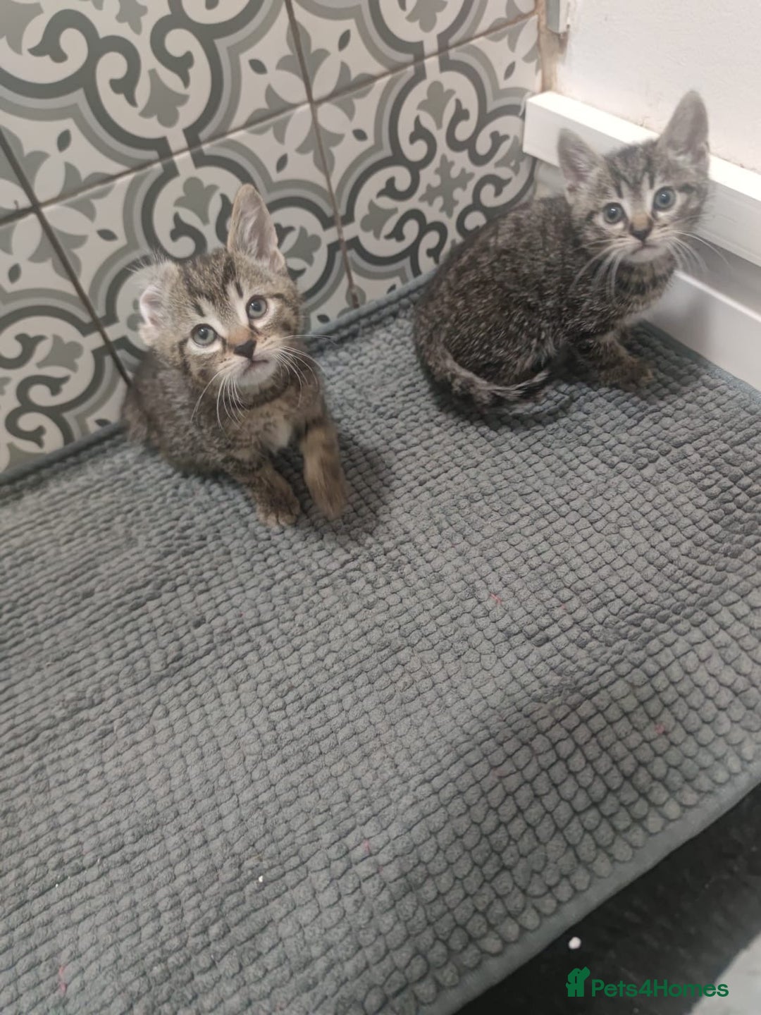 Mixed Breed cats for sale: Kittens looking for home  - Advert 6