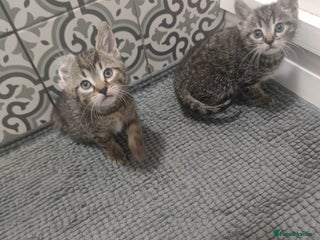 Mixed Breed cats Kittens looking for home - Advert 9