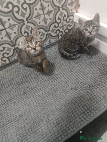 Mixed Breed cats Kittens looking for home - Advert 2
