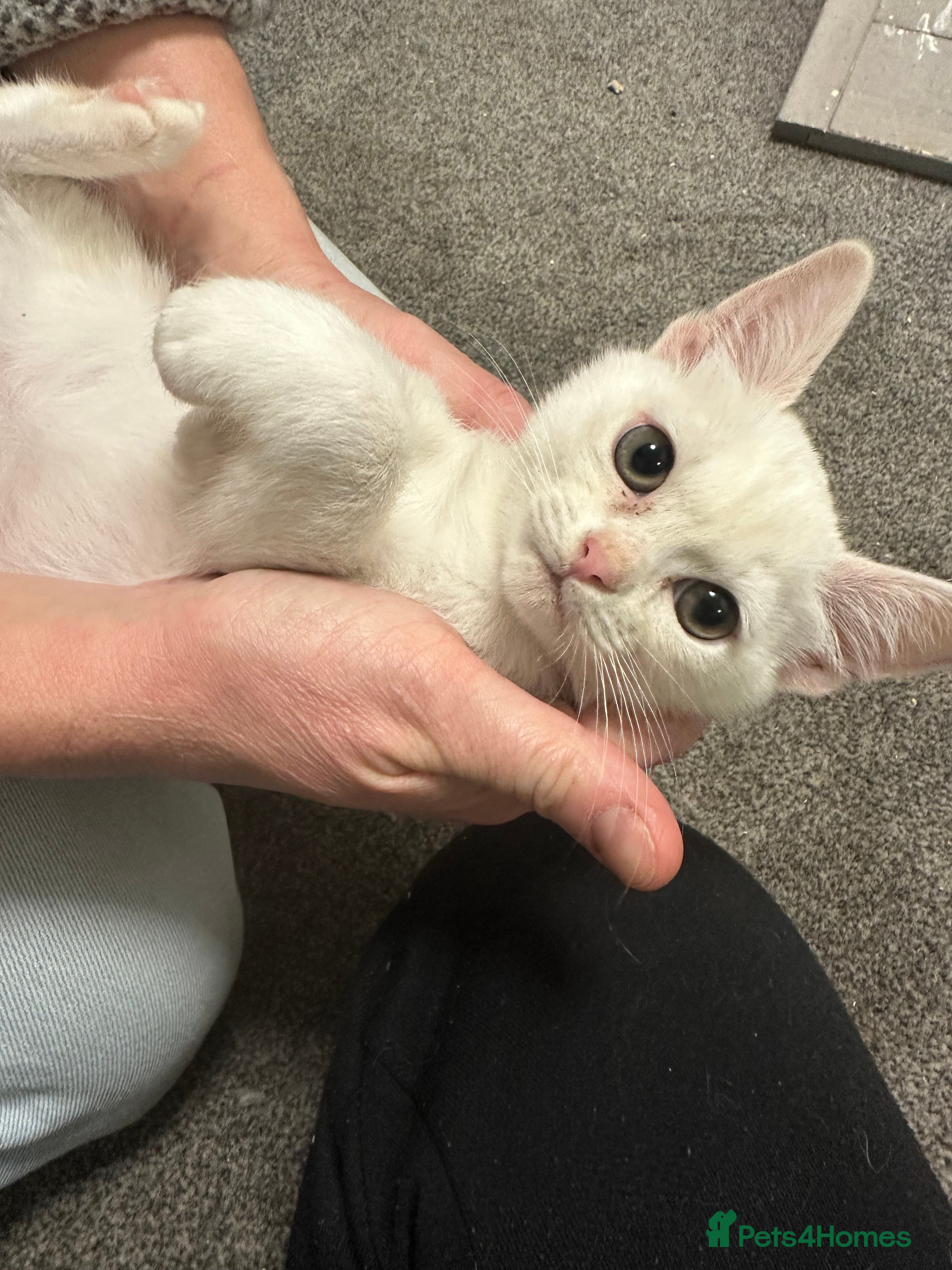 Burmilla cats GCCF Reg pedigree Asian (Burmilla)  - Advert 2