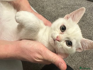 Burmilla cats GCCF Reg pedigree Asian (Burmilla) - Advert 9