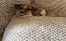 Dachshund dogs for sale: 5 dachshund x cavachon pups for sale  - Image 24