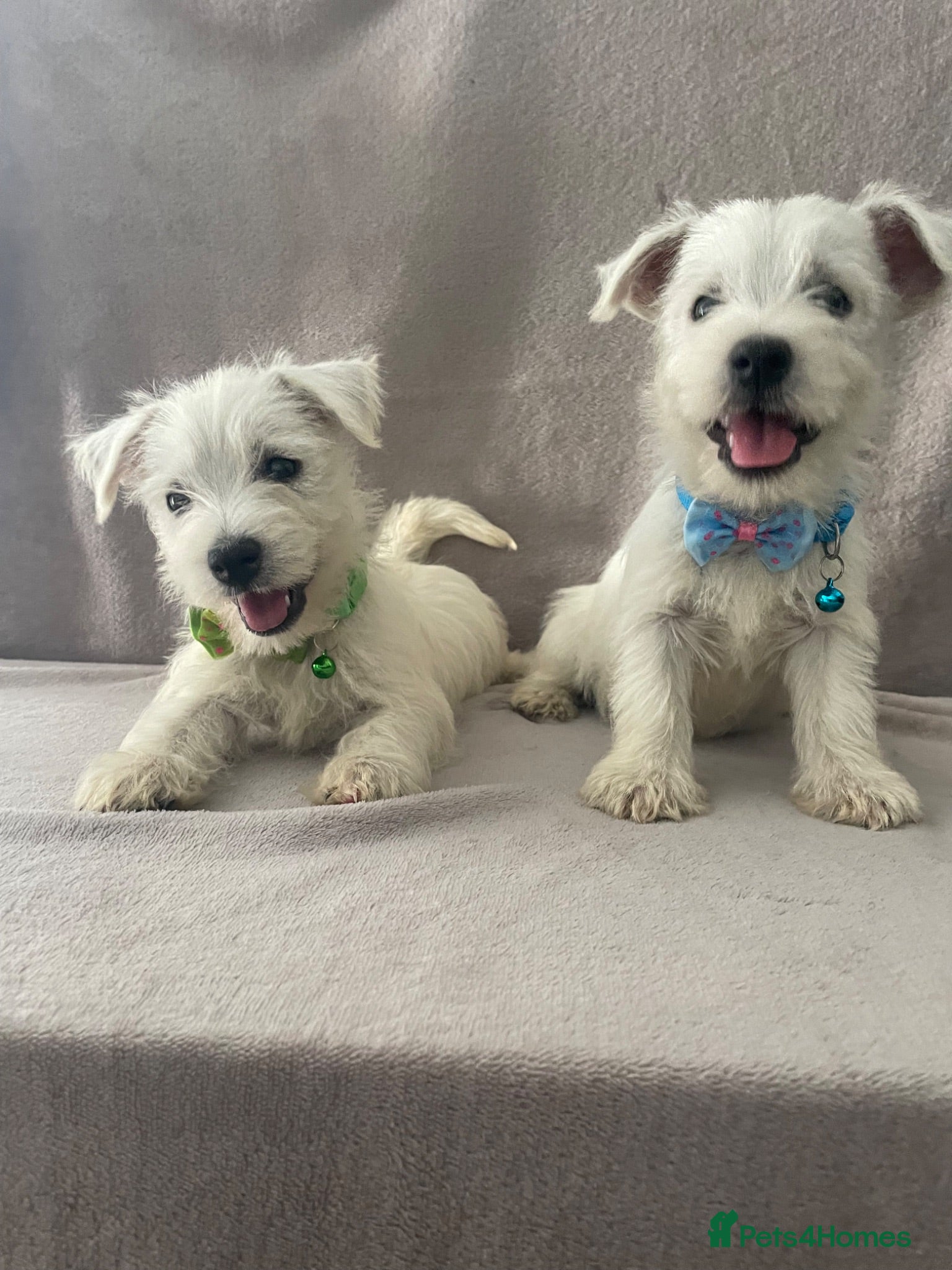 West Highland Terrier dogs Beautiful west highland terrier puppy’s  - Advert 1