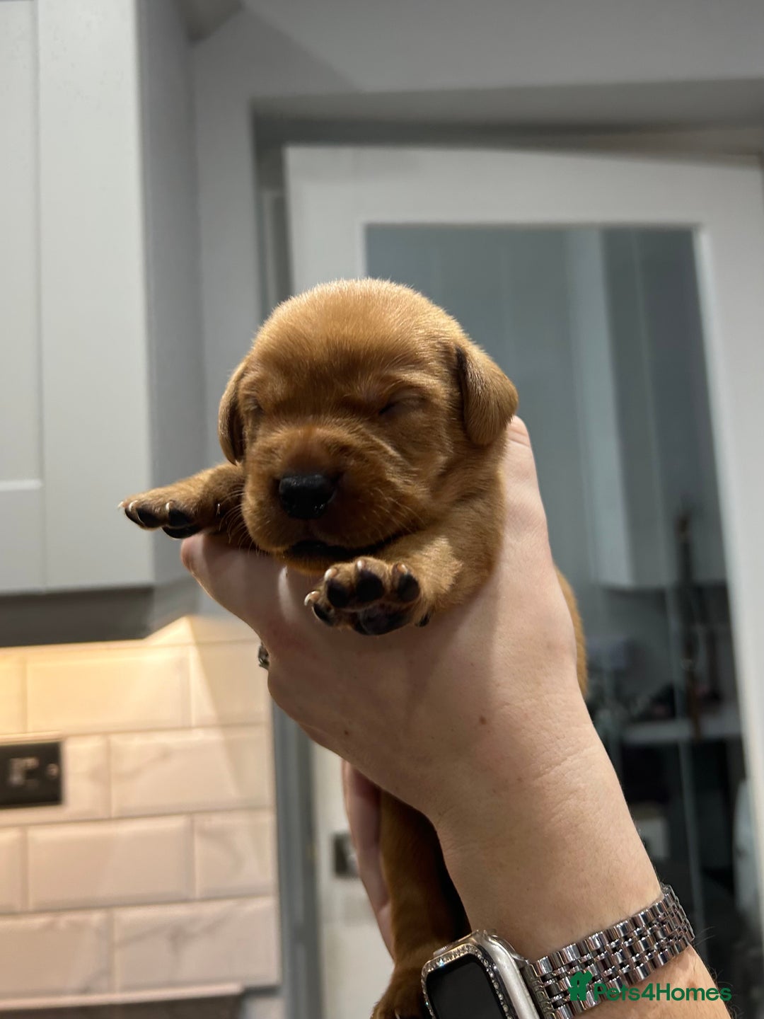 Labrador Retriever dogs for sale: 10 Beautiful Fox Red Labrador Puppies - Image 13