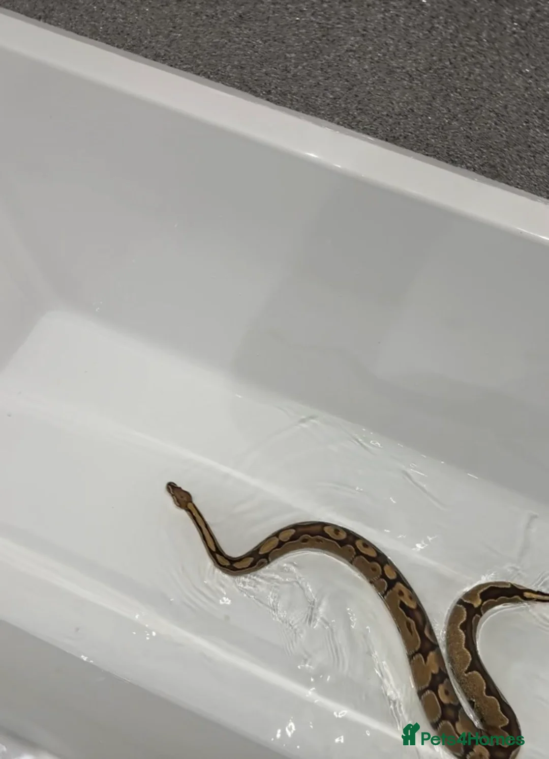 Python Snake reptiles for sale: Royal python with all enclosure and lights - Advert 4