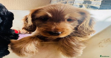 Mixed Breed dogs - Advert 10