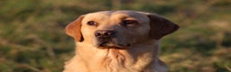 Labrador Retriever dogs for stud: Extensively Health Tested Yellow Labrador Stud in Totnes - Advert 11