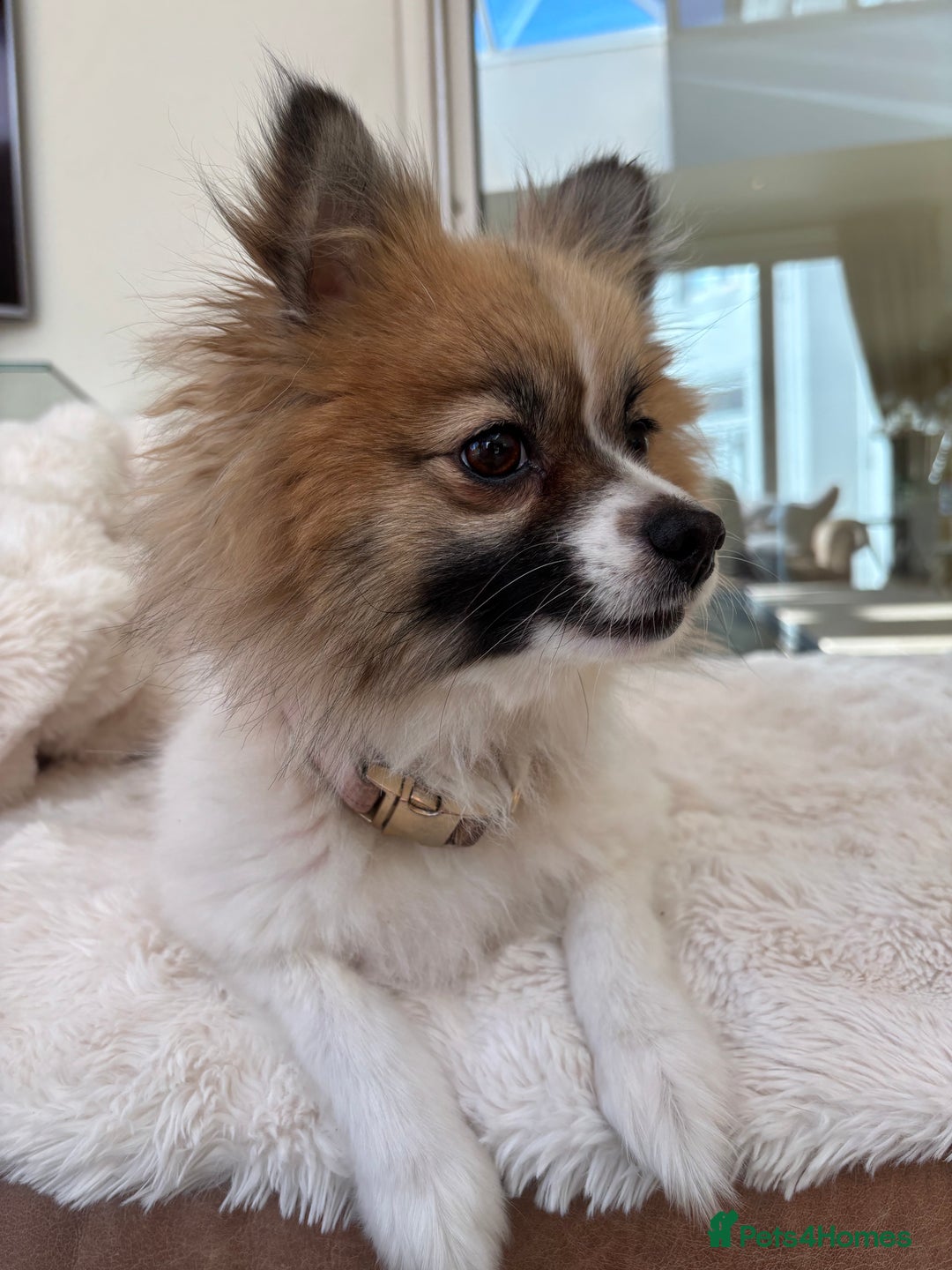 Pomsky dogs for sale: Pomsky Puppies AVAILABLE NOW - Advert 6